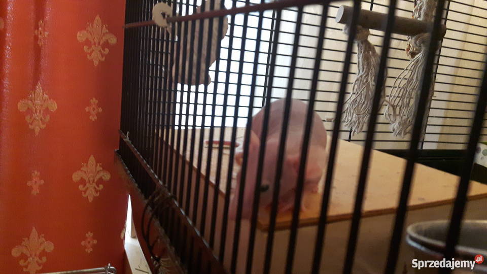 Przepiękne szczury szczurki sfinkszdrowe bez Zgierz