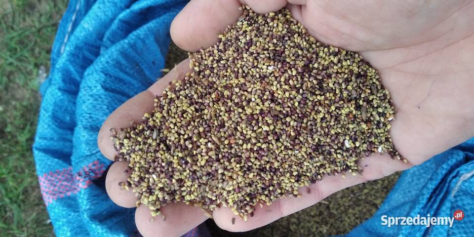 Sprzedam nasiona koniczyny czerwonej Wasilków