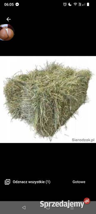 Siano kostka Zelów