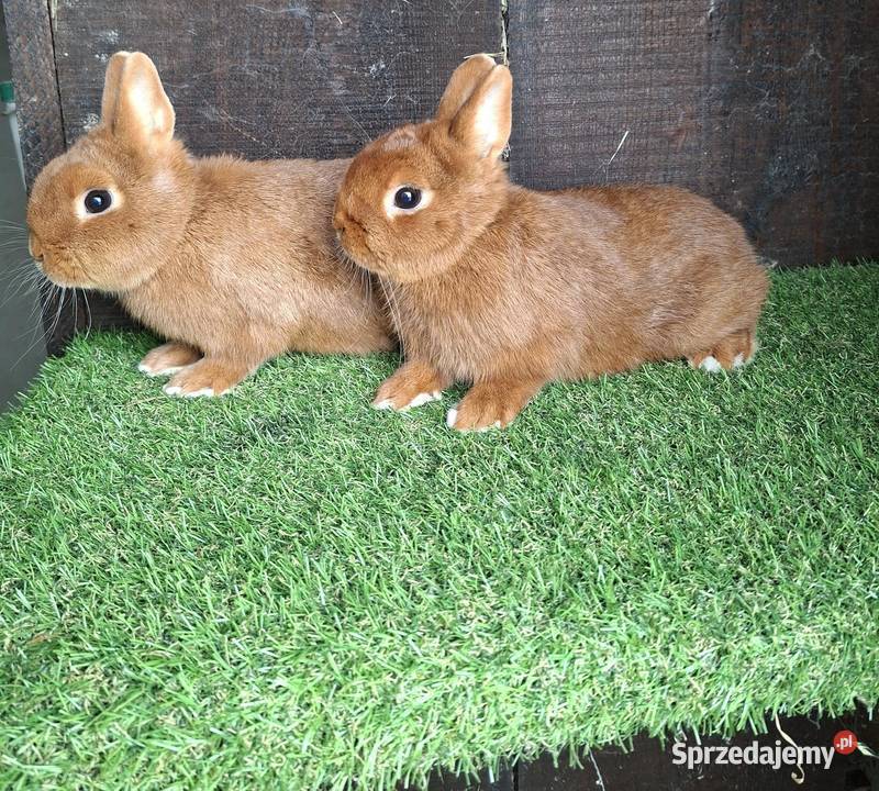 Karzełek Czerowny Rodowód Tatuaże Transport podkarpackie Jarosław
