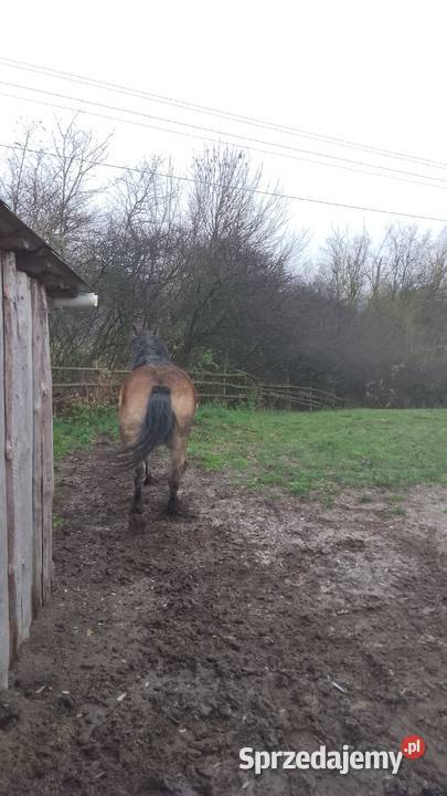 Sprzedam klacz zimnokwista 3 letnia zrebna mazowieckie Gąbin