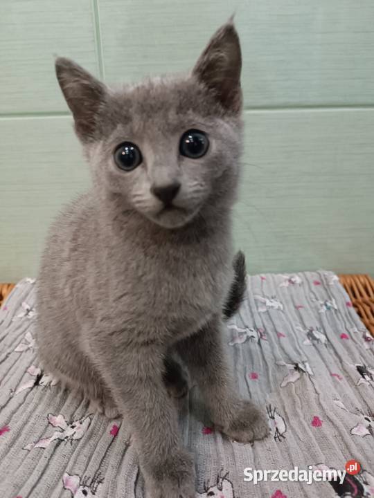 Koteczka Rosyjski Niebieski rodowód PZF WCF Piaseczno