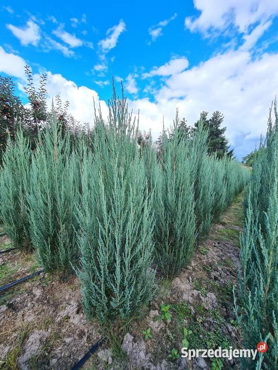 Jałowiec skalny Juniperus scop BLUE ARROW 120140 mazowieckie Mogielnica sprzedam