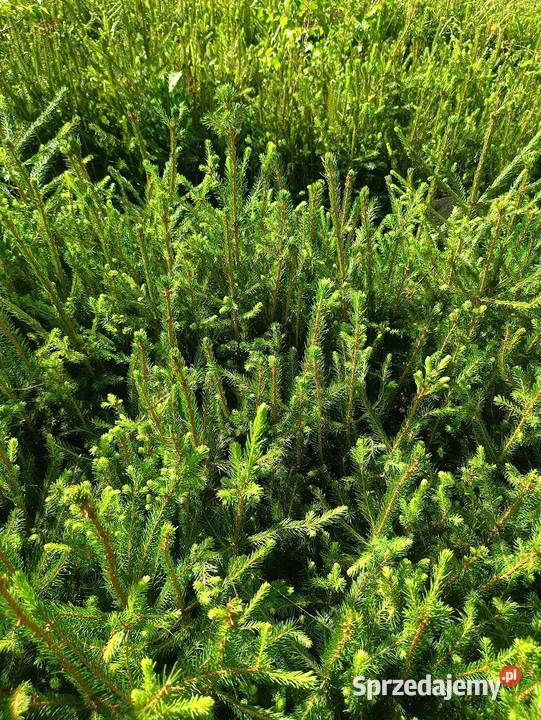 Świerk pospolity 40 35 70 sortowane Szczecinek