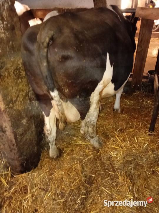 Krowy mleczne trzy sztuki Bydło pomorskie Gowidlino sprzedam