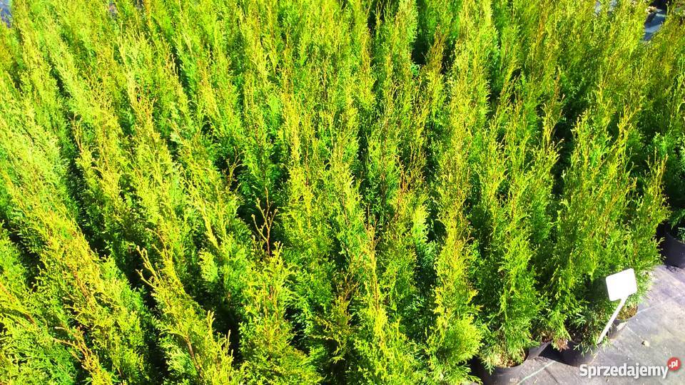Piękna Tuja Szmaragd 6070 Krakowa Garlica Duchowna sprzedam