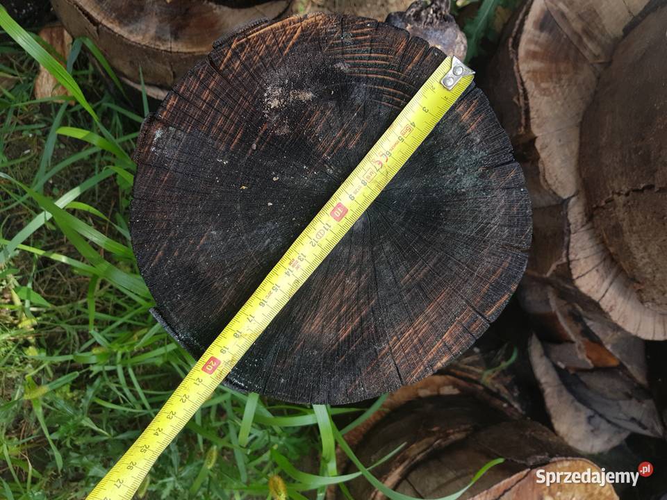 Buk wyprzedaz sezonowany 3 lata
