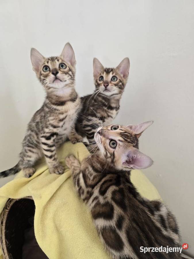 Kociaki Bengalskie