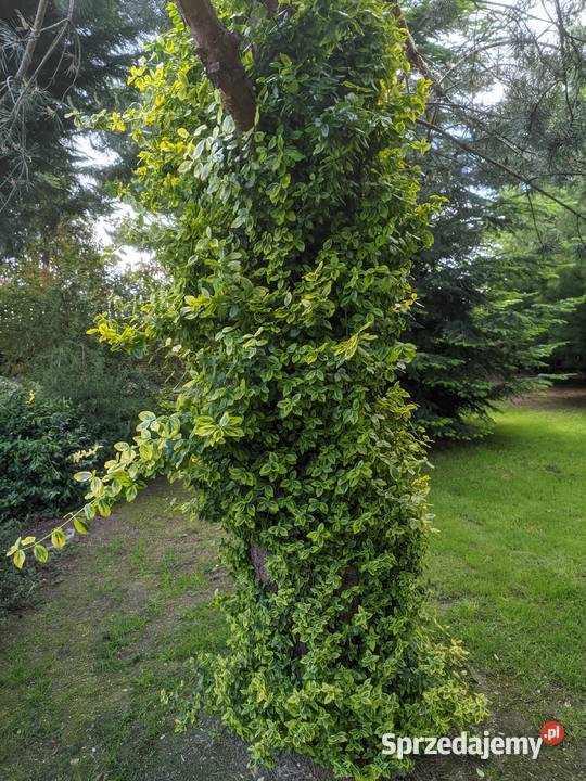 Trzmielina Emerald Gold pnąca sztobry Lublin