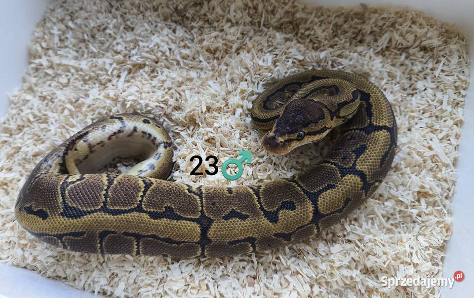 Pyton Królewski Regius Samiec Zwierzęta wielkopolskie Boruja Kościelna