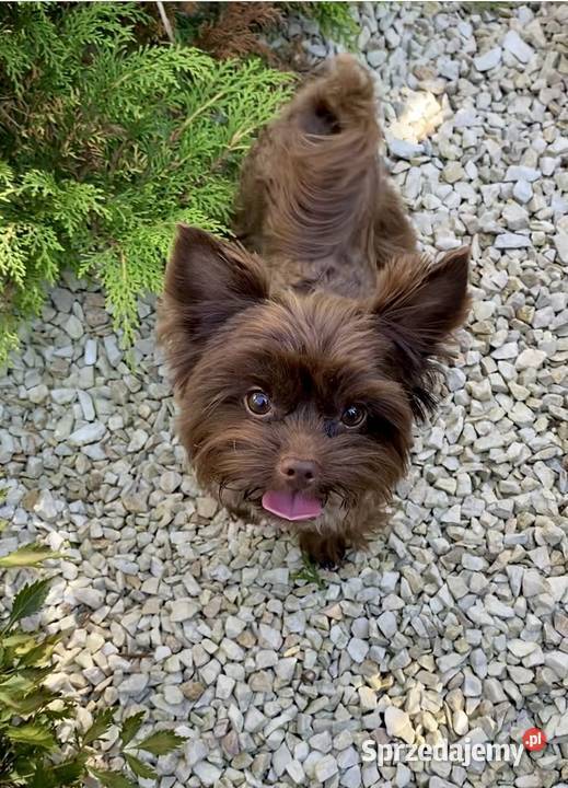 York Chocolate chłopiec York Dobczyce sprzedam