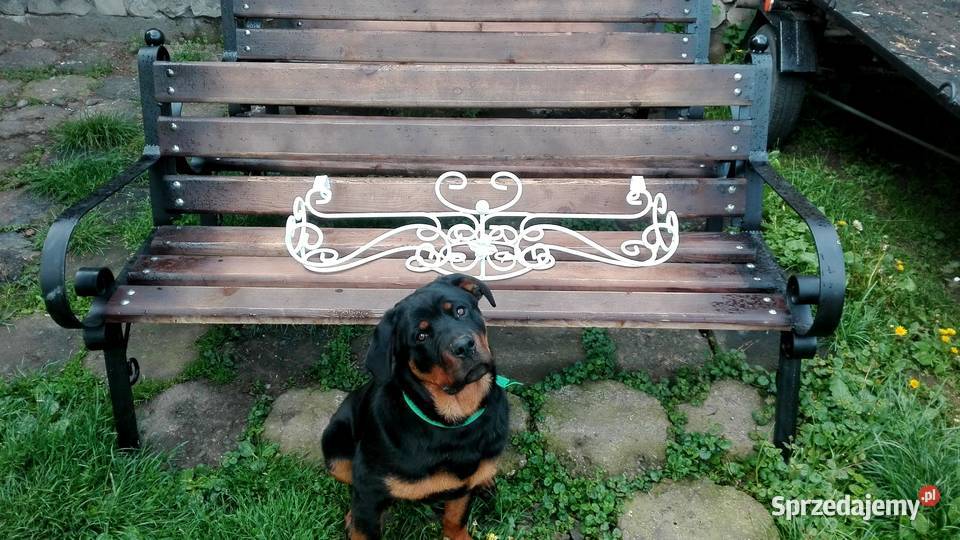 Kwietnik kwiaty doniczki donice skrzynki Ogród Kolbuszowa sprzedam