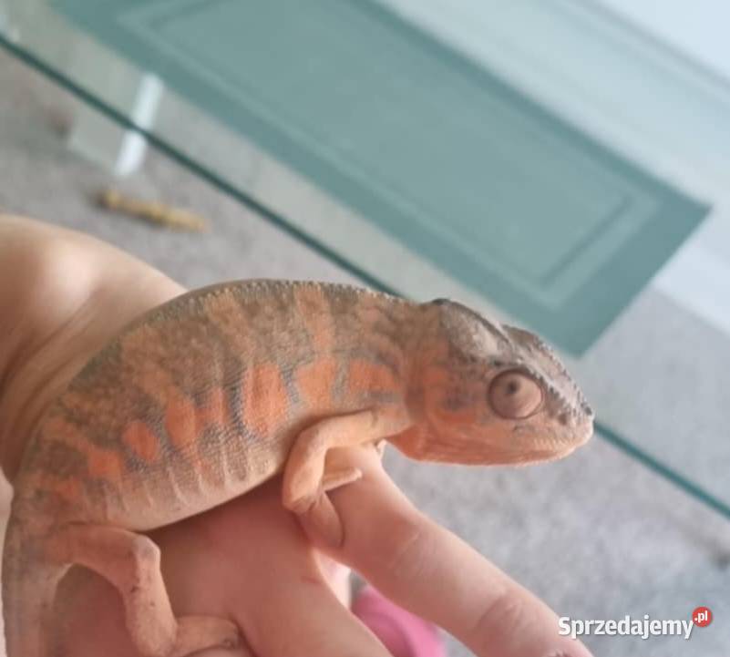 Kameleon lamparci samica małopolskie Myślenice