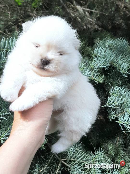 Szpic miniaturowy pomeranian miś Pabianice sprzedam