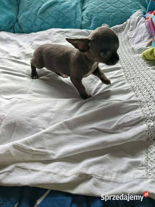 Śliczna szara suczka Chihuahua szuka kochającego Chihuahua Płońsk