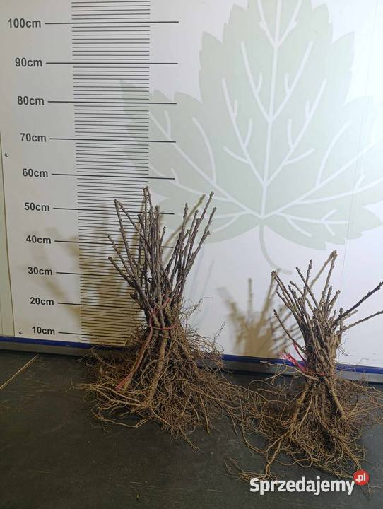 Sadzonki porzeczki czerwonej 23 wybór Jonker Stary Pożóg