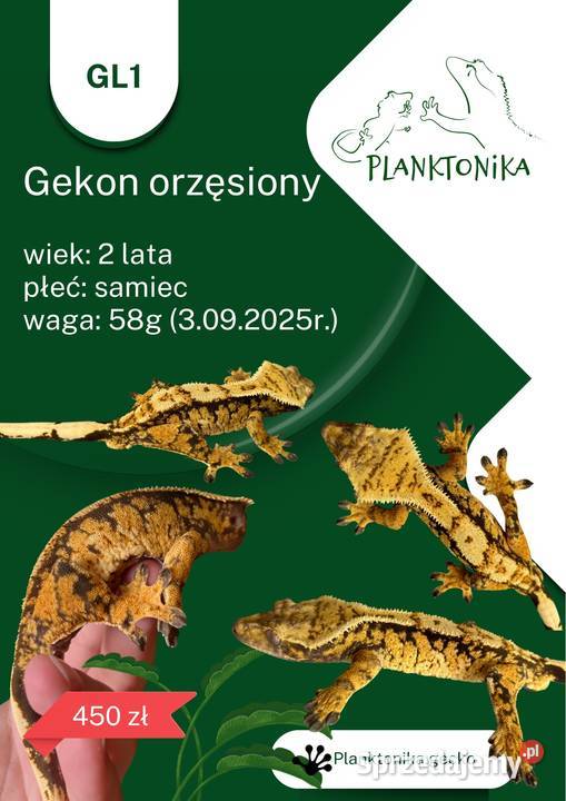 Gekon orzęsiony ciliatus crested gecko Gady i płazy Rybnik sprzedam