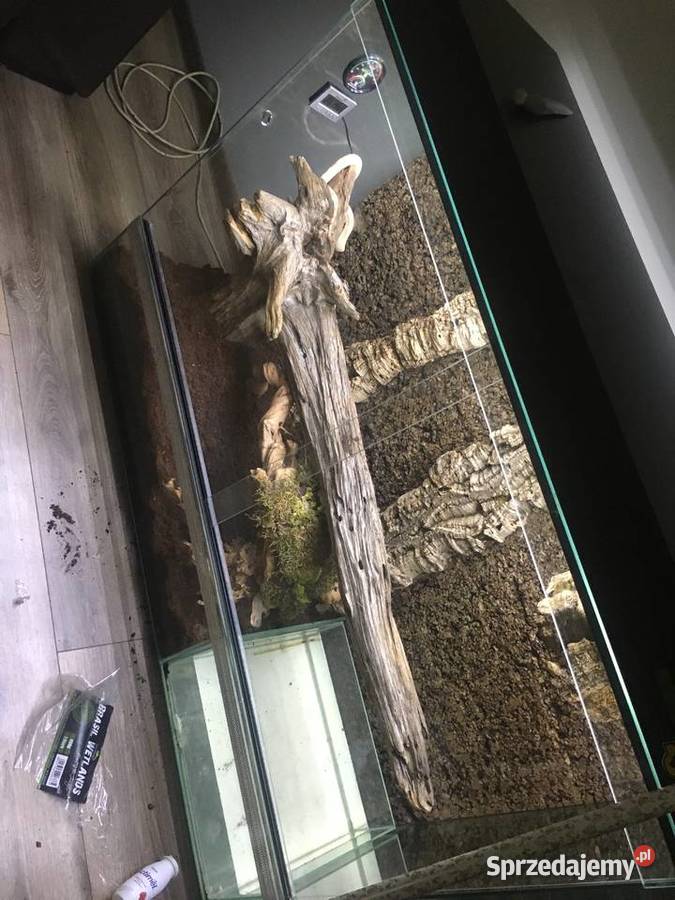 Boa Cesarski Sharp Albino Goleniów