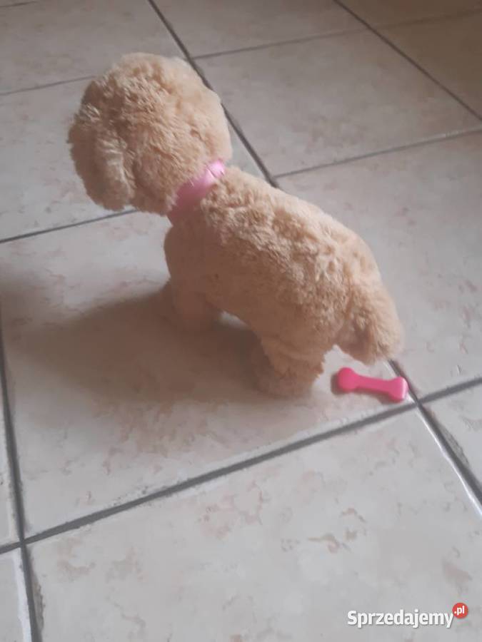 Pies interaktywny na baterię Łódź