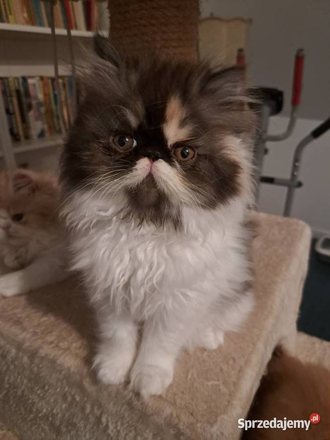 Śliczne kocięta perskie Wszystkie sprzedane