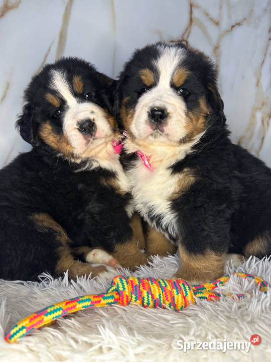 Masywna sunia Berneński Pies Pasterski Warszawa