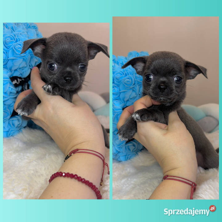 Chihuahua piesek krótkowłosy niebieski Blue sprzedam