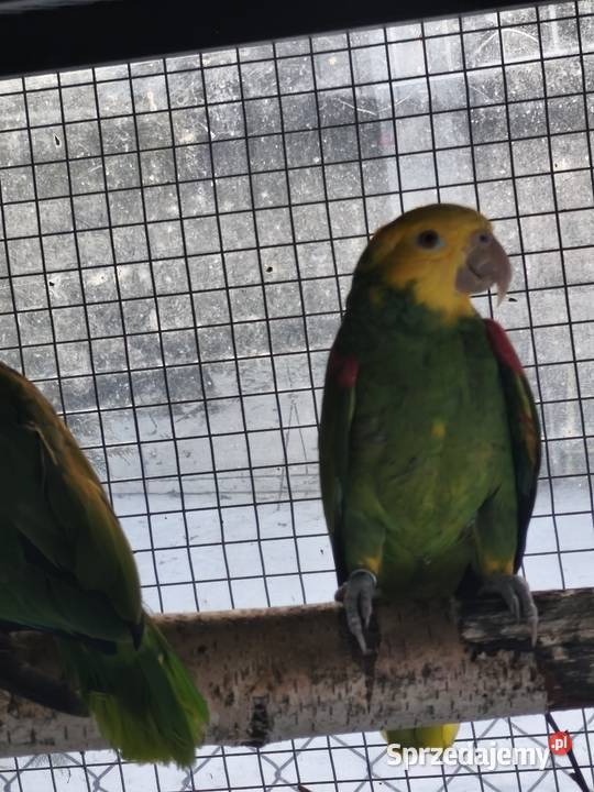 Amazonki oratrix para legowa Olkusz