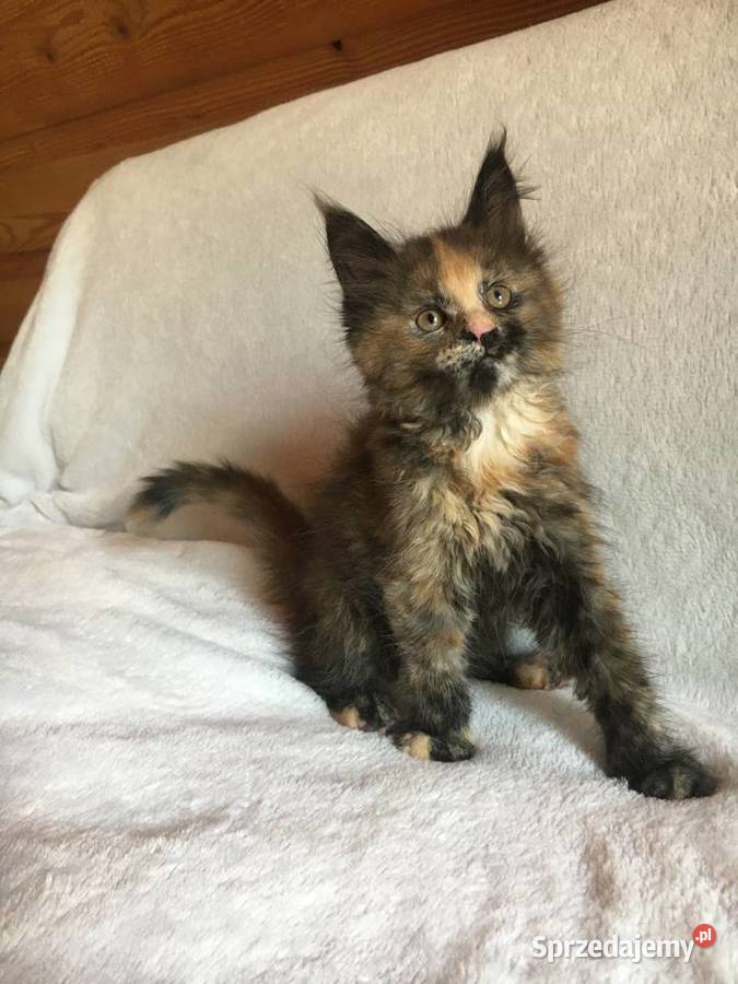 Kocięta Maine Coon wielkie koty małopolskie Kraków