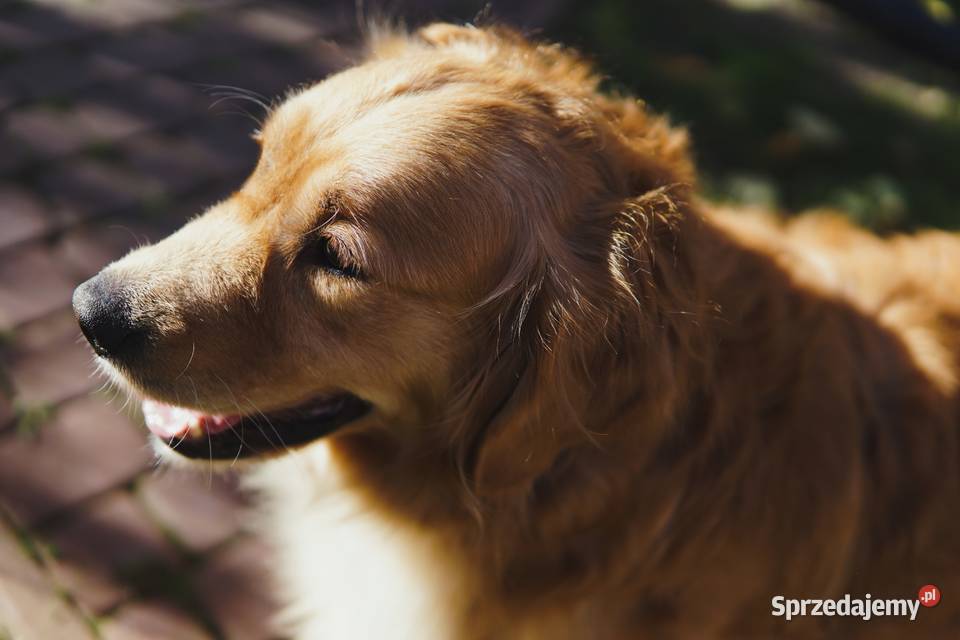 Szczeniak Golden Retriever Rzeszów