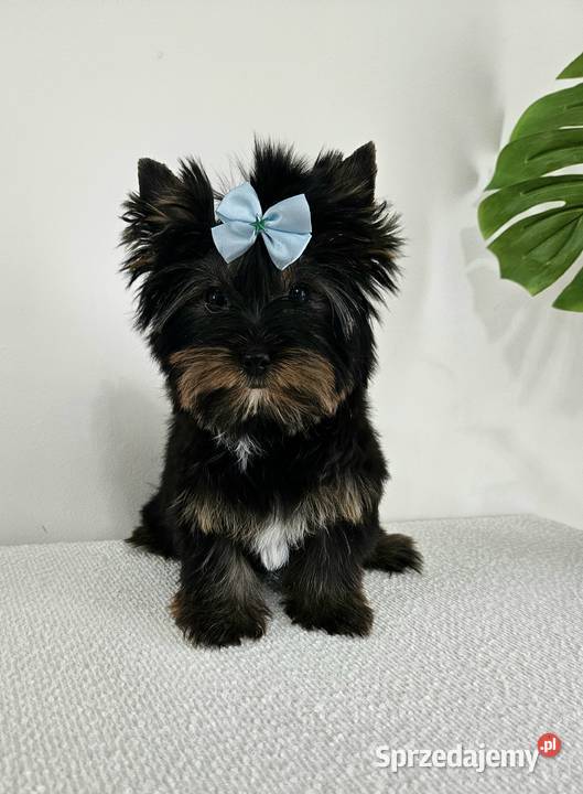 Śliczny York Do Odbioru Z kompletem dokumentów Brzeg sprzedam