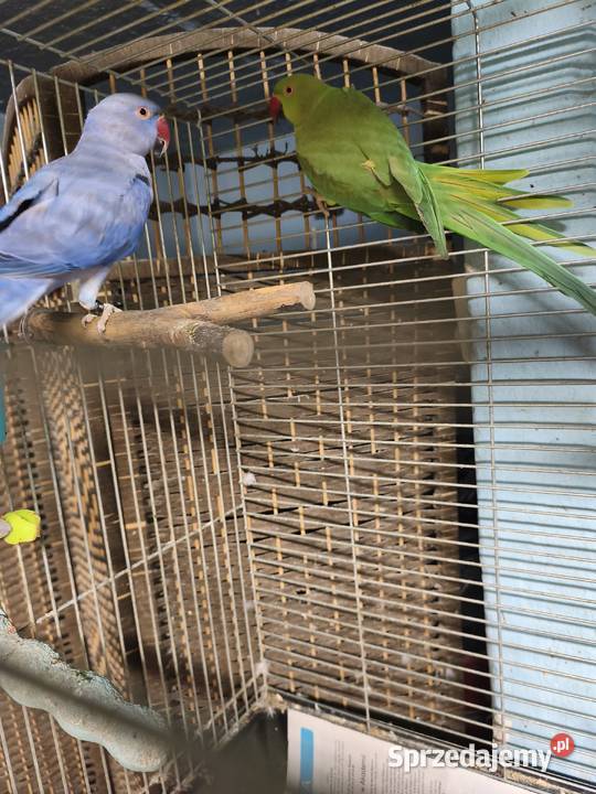 Aleksandretty Obrożne Poznań