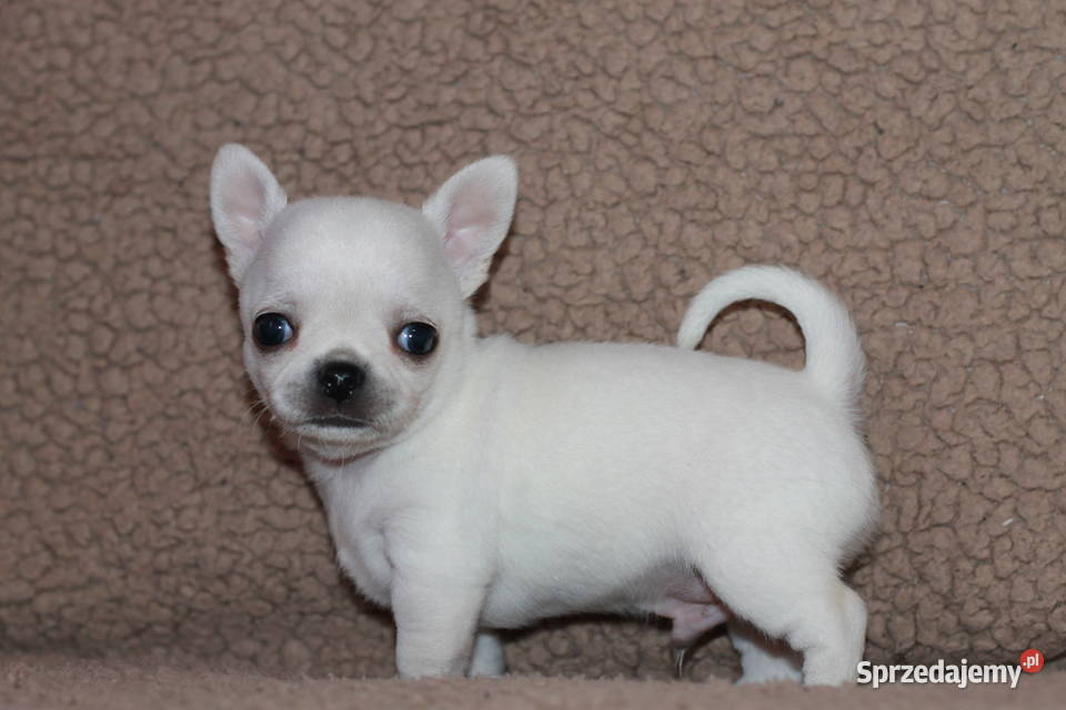 Chihuahua z prawdziwym rodowodem ZKwP FCI Świnoujście sprzedam