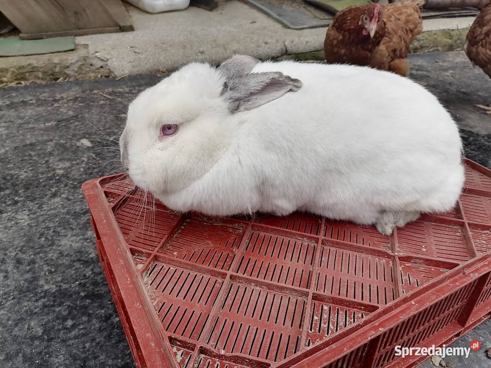 Samica królika Kakonin sprzedam