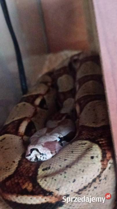 Boa imperator samiecpodrostek podlaskie Białystok sprzedam