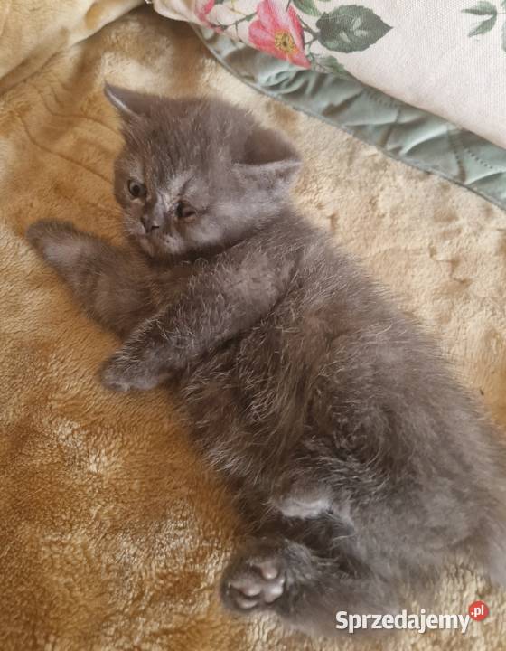 Brytyjskie kotka niebieska Szamotuły