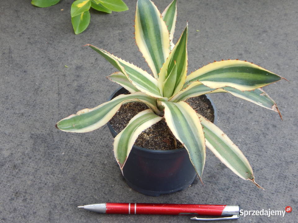 Agawa w czterech kolorach Agave lophantha Kraków
