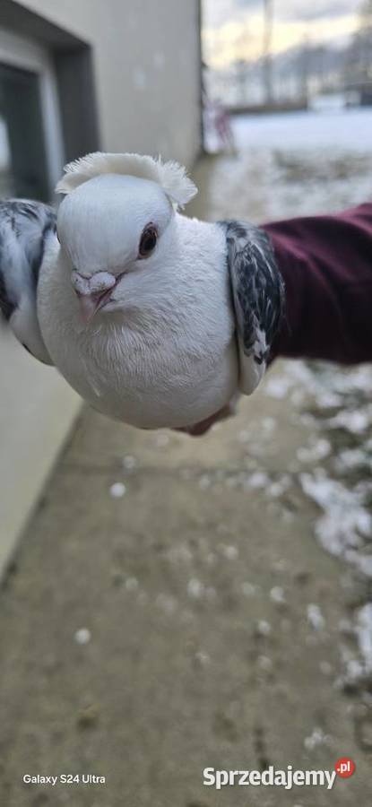 Zamienie samca mewki na samiczke Niedźwiedza