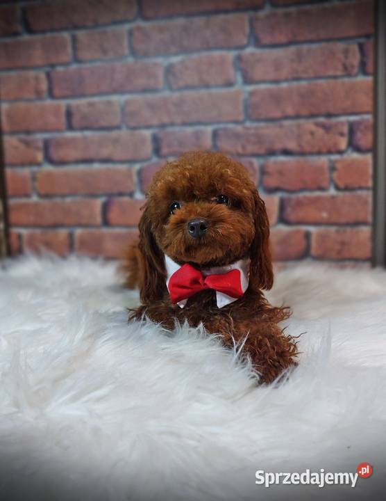 Pudel toy Genetyka Wyszków