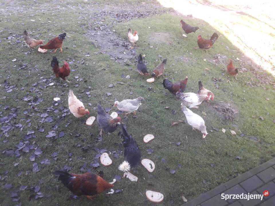 Kogutki czubatki staropolskiej zielononżki
