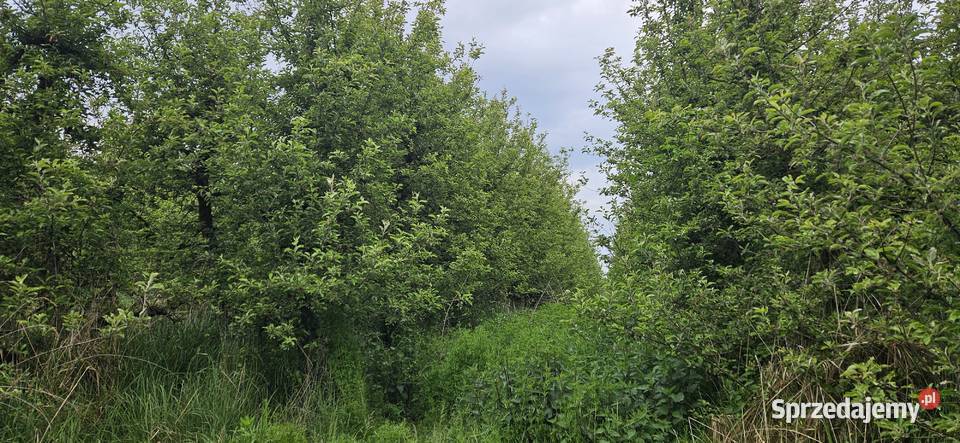 Działka ogrodnicza sad Zawichost