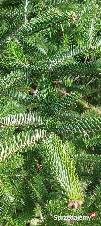 Stroisz gełęzie jodłą kaukaska Mazowieckie Osuchów
