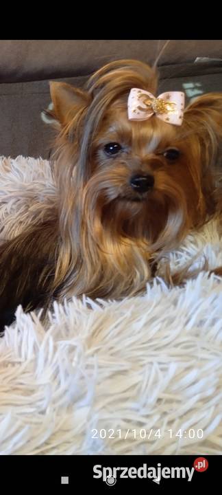 York maleńki piesek xxs York Godów