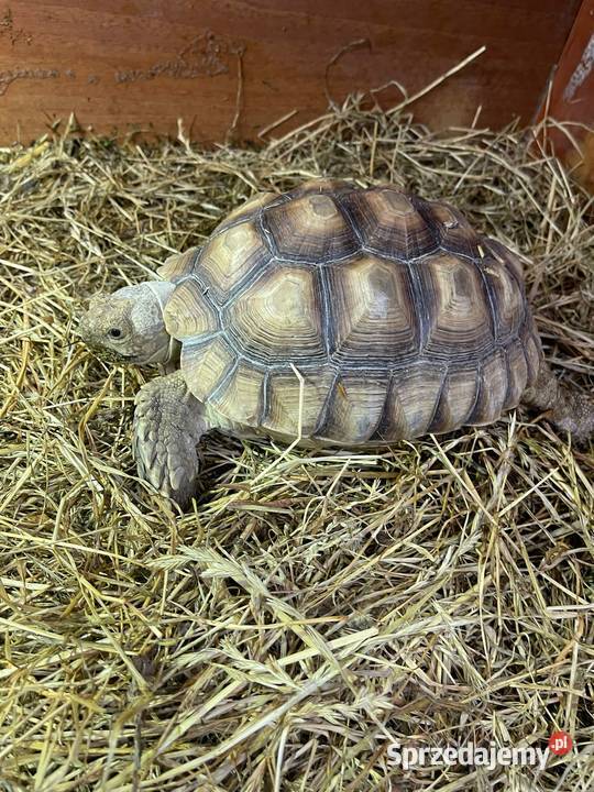 Zółw pustnyy żółw lądowy centrochelys sulcata Miechów