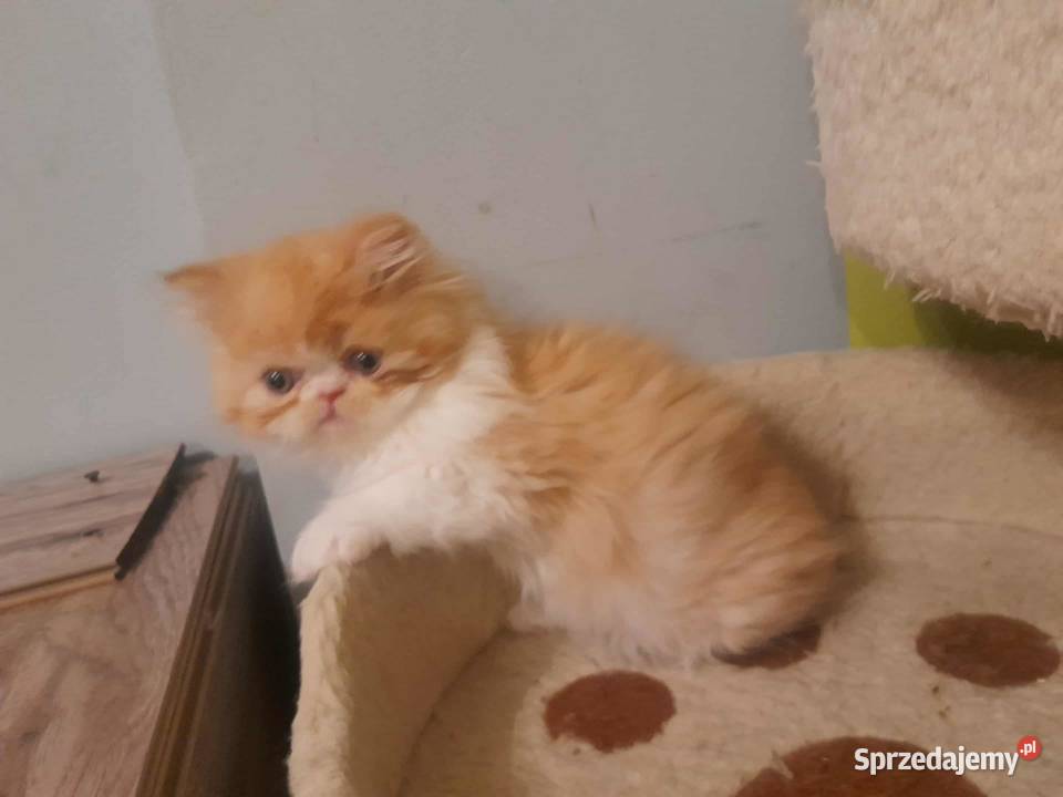 Kotka perska rudobiszkoptowobiała Szyk sprzedam
