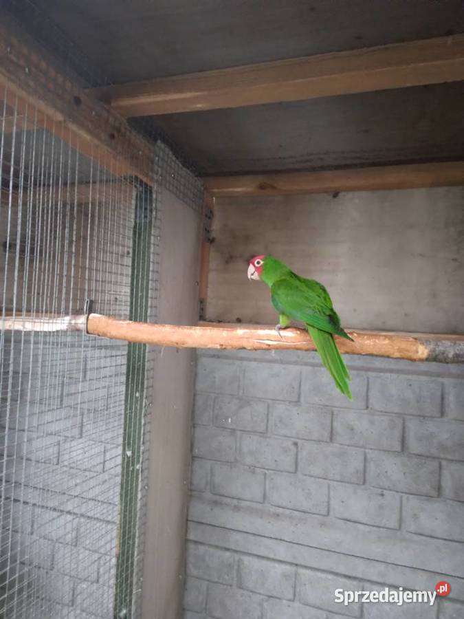 Konura krasnolica 24r sprzedam