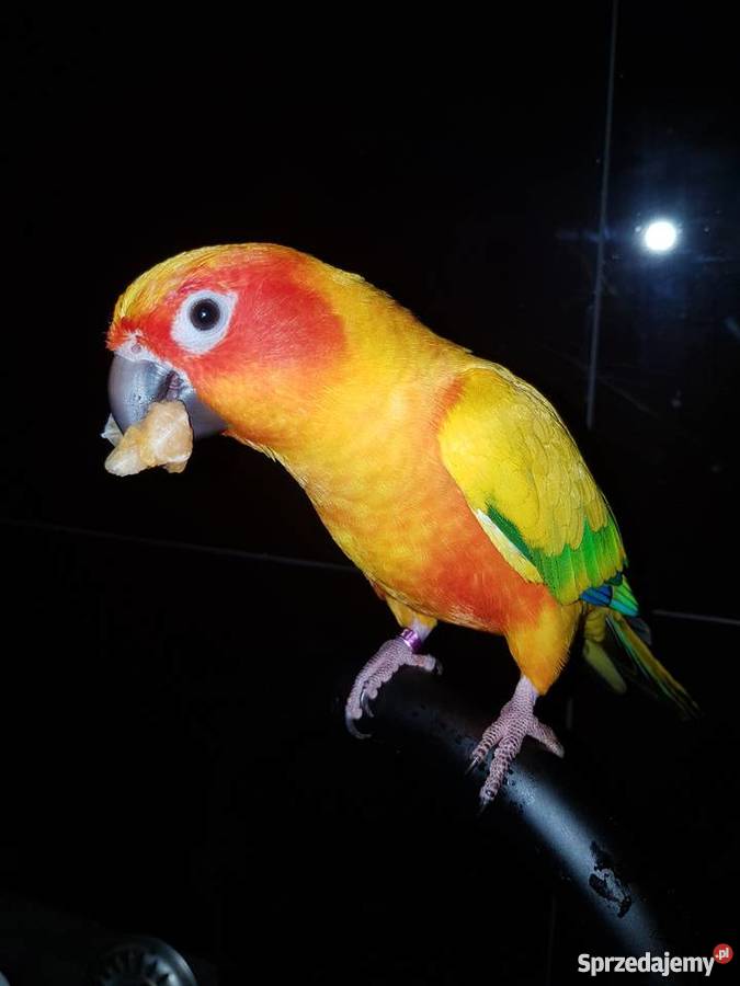 Konura słoneczna 3 letnia ręcznie karmiona Ptaki Gorzów Wielkopolski