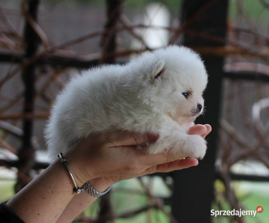 Pomeranian malutki piesek XS FCI Szpic miniaturowy łódzkie Konstantynów Łódzki