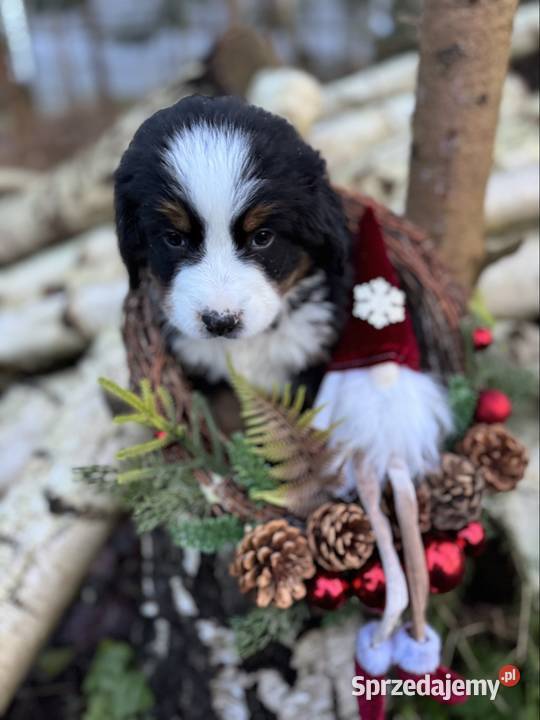 Piękna sunia Berneński Pies Pasterski z Warszawa