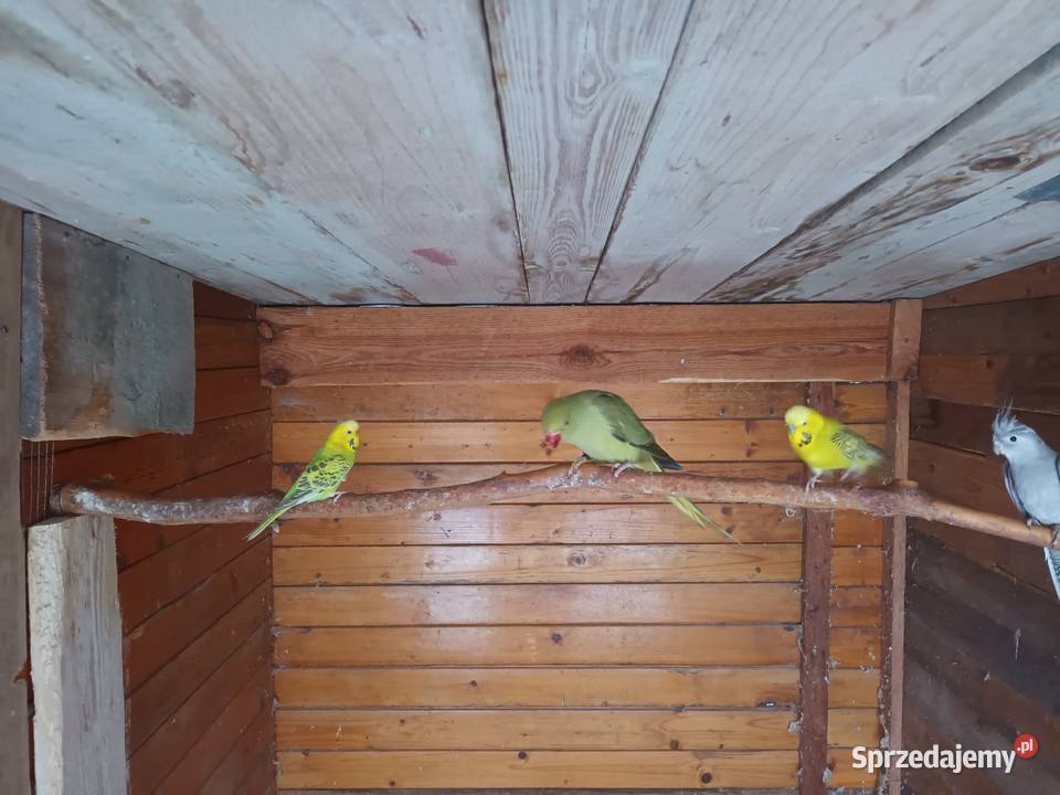 Aleksandretty Aleksandretta Gorzyczki