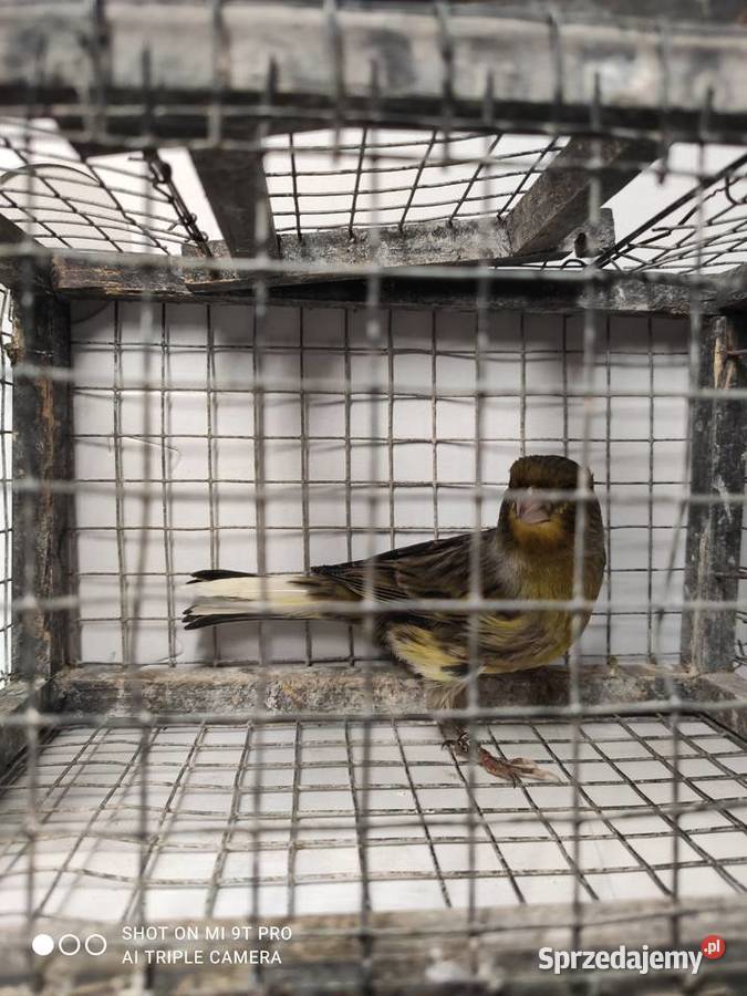 Kanarki własna hodowla Ptaki Skawina